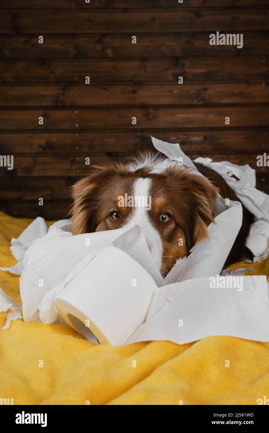Aussie is young crazy dog gnawing on napkins. Dog is alone at home