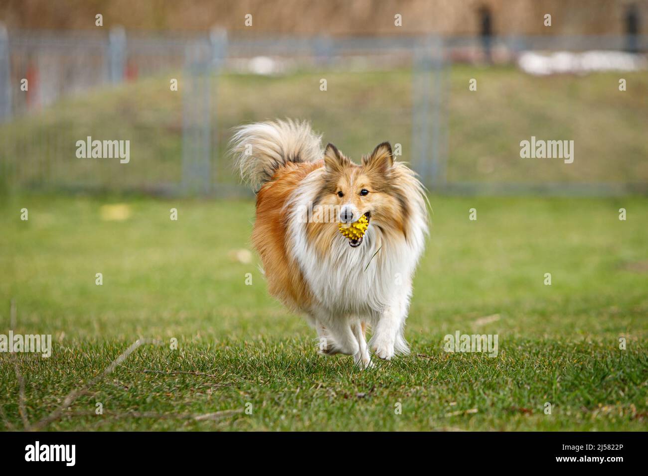 Playful happy pet dog puppy sheltie running in the grass and playing