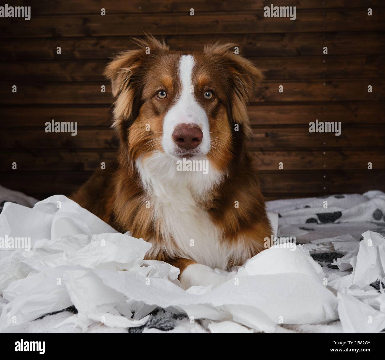Aussie is young crazy dog making mess. Dog is alone at home entertaining himself by eating toilet paper. Charming brown Australian Shepherd puppy is p Stock Photo