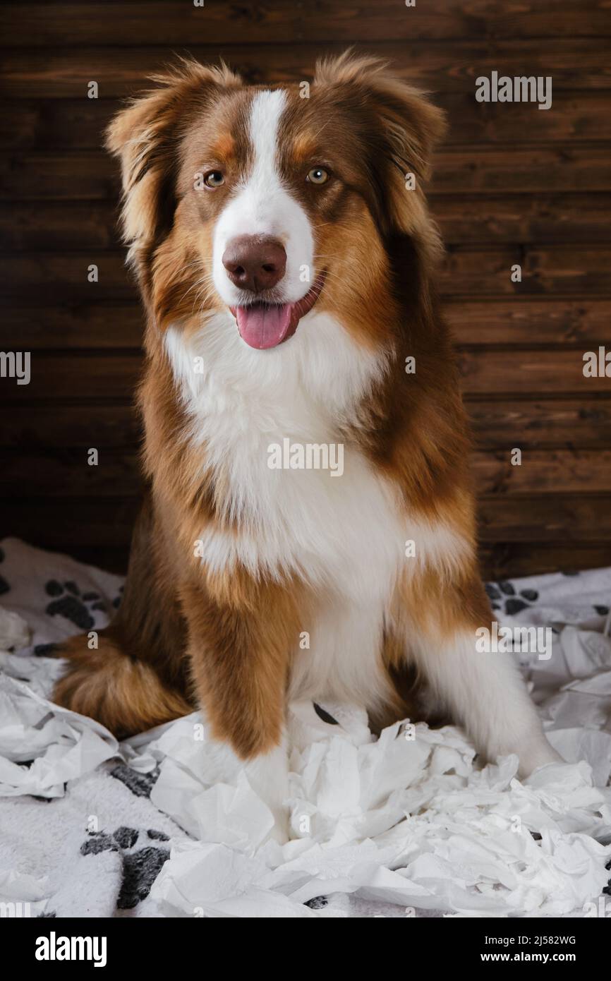 Aussie is young crazy dog making mess rejoicing. Dog is alone at home entertaining himself by eating toilet paper. Charming brown Australian Shepherd Stock Photo