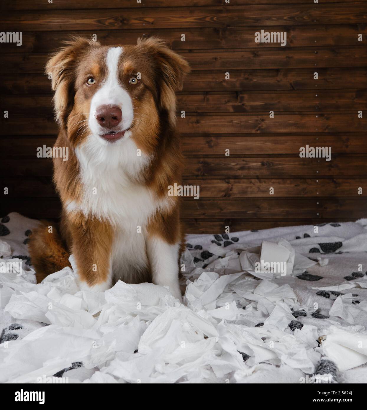 Aussie is young crazy dog making mess rejoicing. Dog is alone at home entertaining himself by eating toilet paper. Charming brown Australian Shepherd Stock Photo