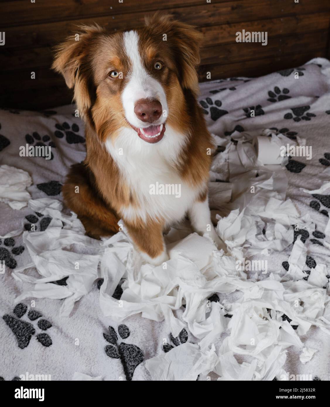 Aussie is young crazy dog making mess rejoicing. Dog is alone at home entertaining himself by eating toilet paper. Charming brown Australian Shepherd Stock Photo