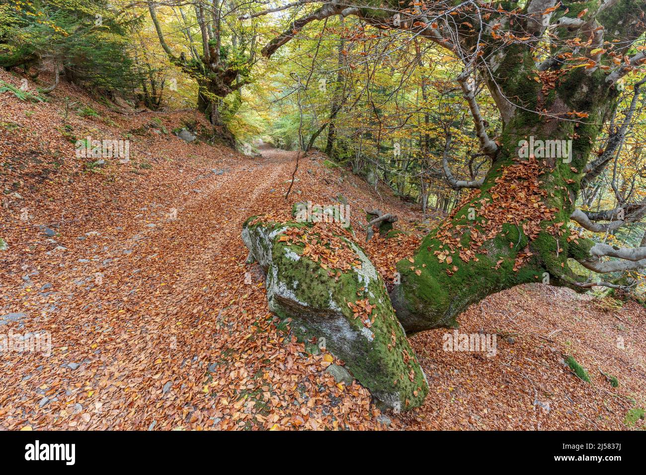 Carlac forest in autumn, Aran valley, Pyrenees, Spain Stock Photo