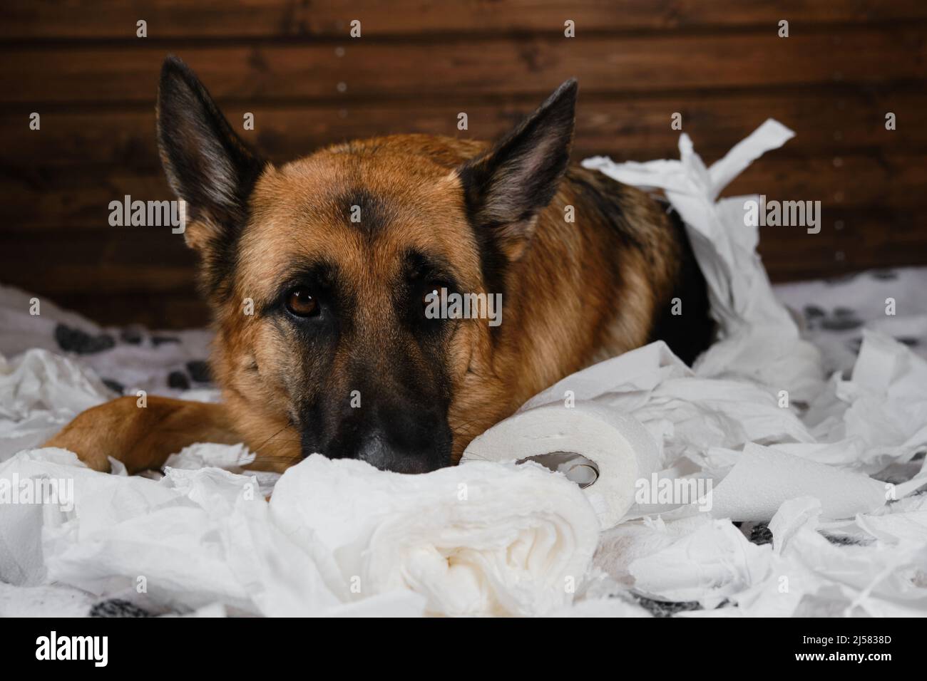Dog is alone at home entertaining by eating toilet paper. Charming German Shepherd dog playing with paper lying on bed. Young crazy dog is making mess Stock Photo