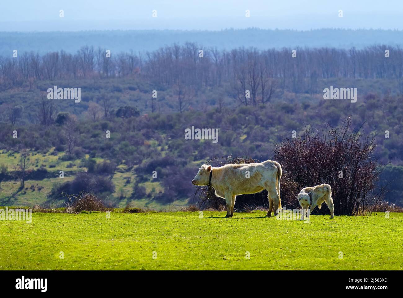 Cow grazing on the green meadow with its small calf on a sunny spring ...