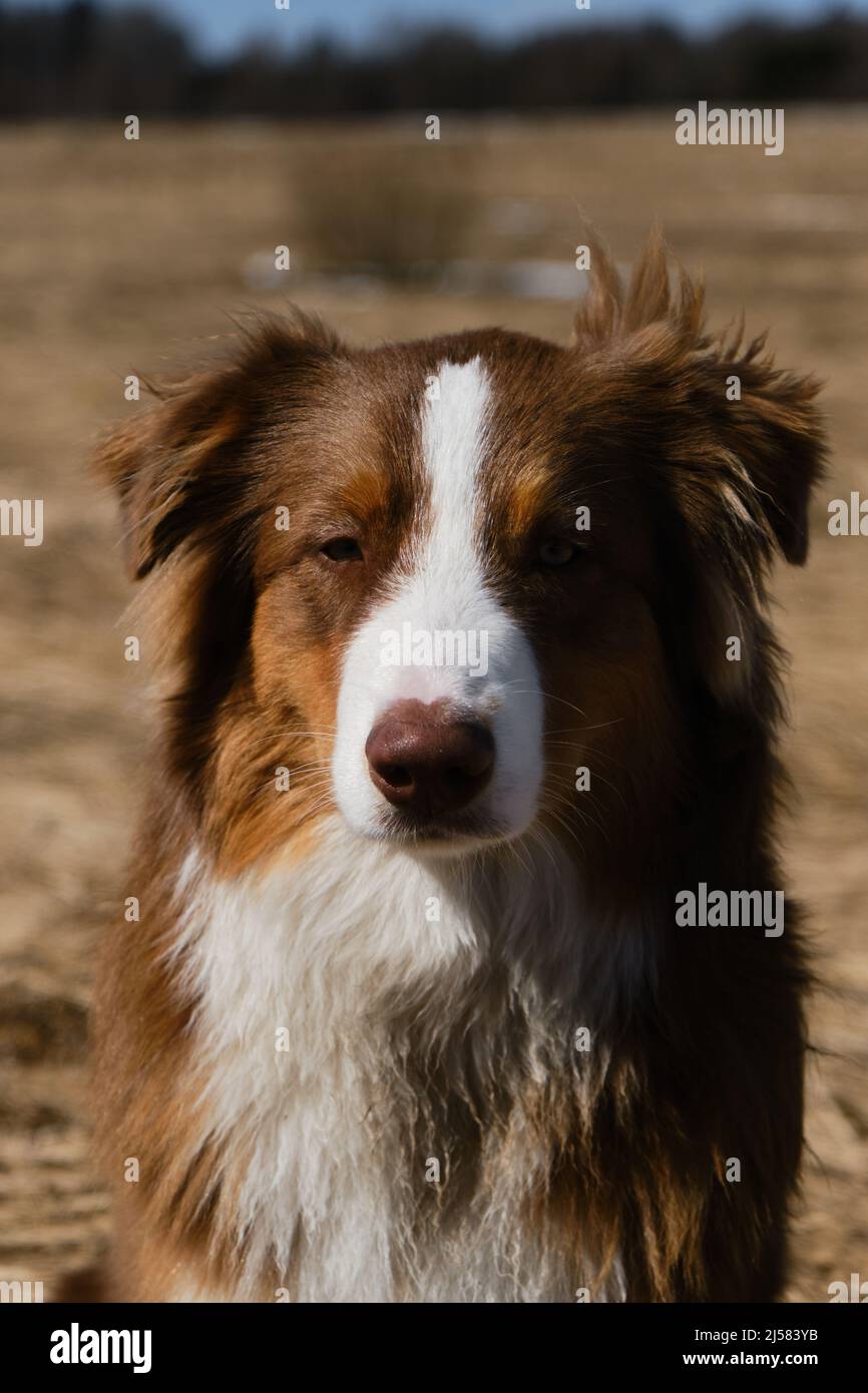 Why Do Border Collies Have a White Stripe: Surprising Facts Revealed