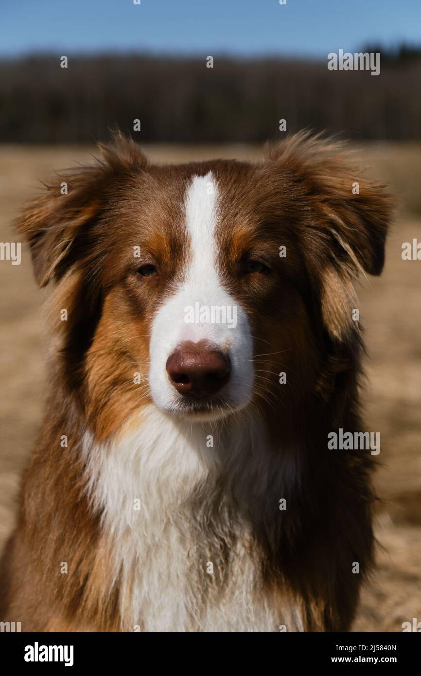 are all australian shepherds fluffy