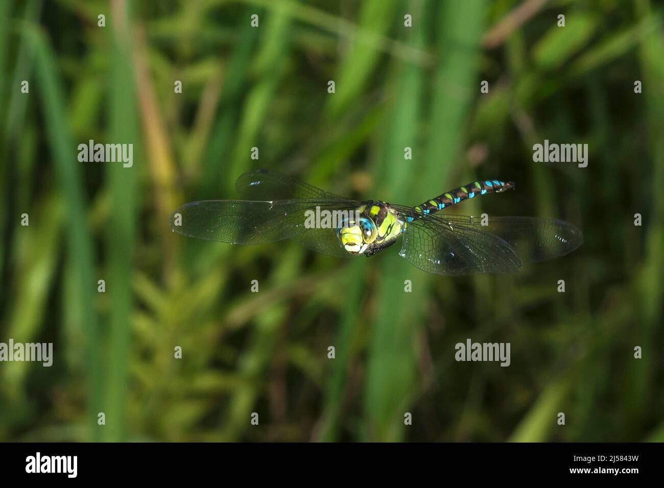 Blaugruene Mosaikjungfer (Asehna cyanea) im Flug ueber Gartenteich, Nordrhein-Westfalen, Deutschland Stock Photo