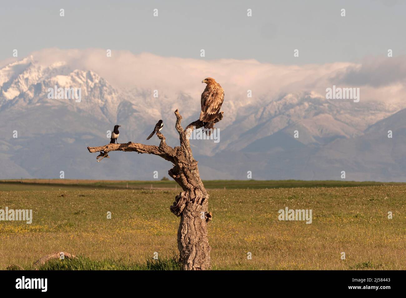 Kaiseradler (Aquila adalberti) Jungvogel auf der Sitzwarte mit Elstern