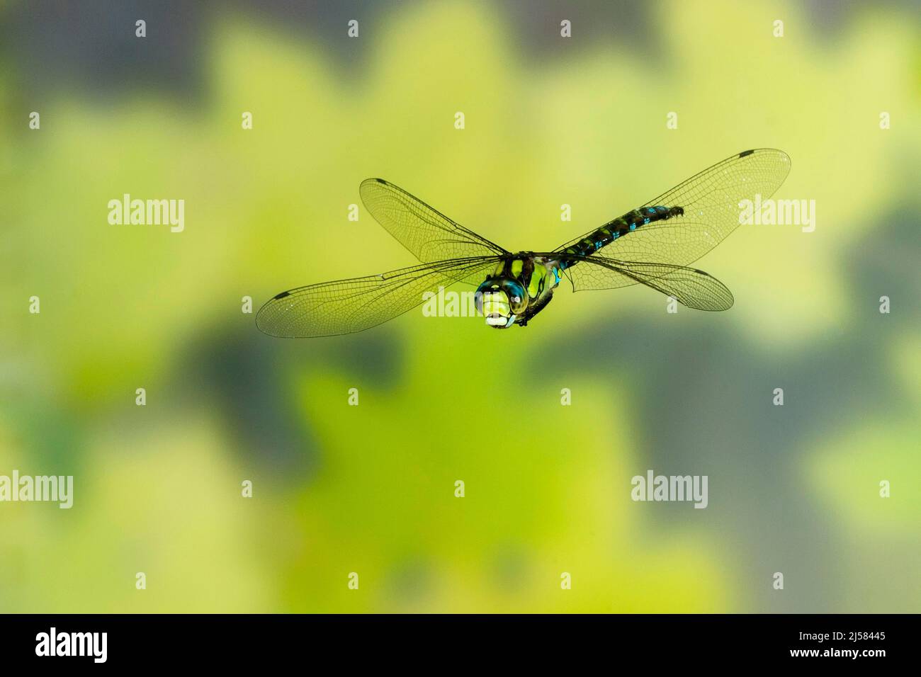 Blaugruene Mosaikjungfer (Asehna cyanea) im Flug ueber Gartenteich