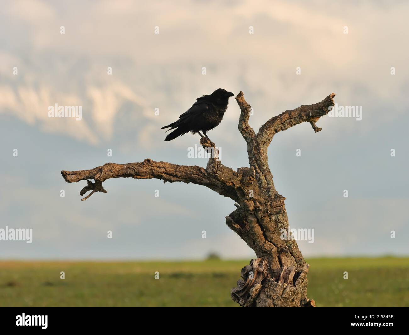 Kolk Rabe Kolkrabe (Corvus Corax) auf der Sitzwarte, im Hintergrund Gebigskette ...