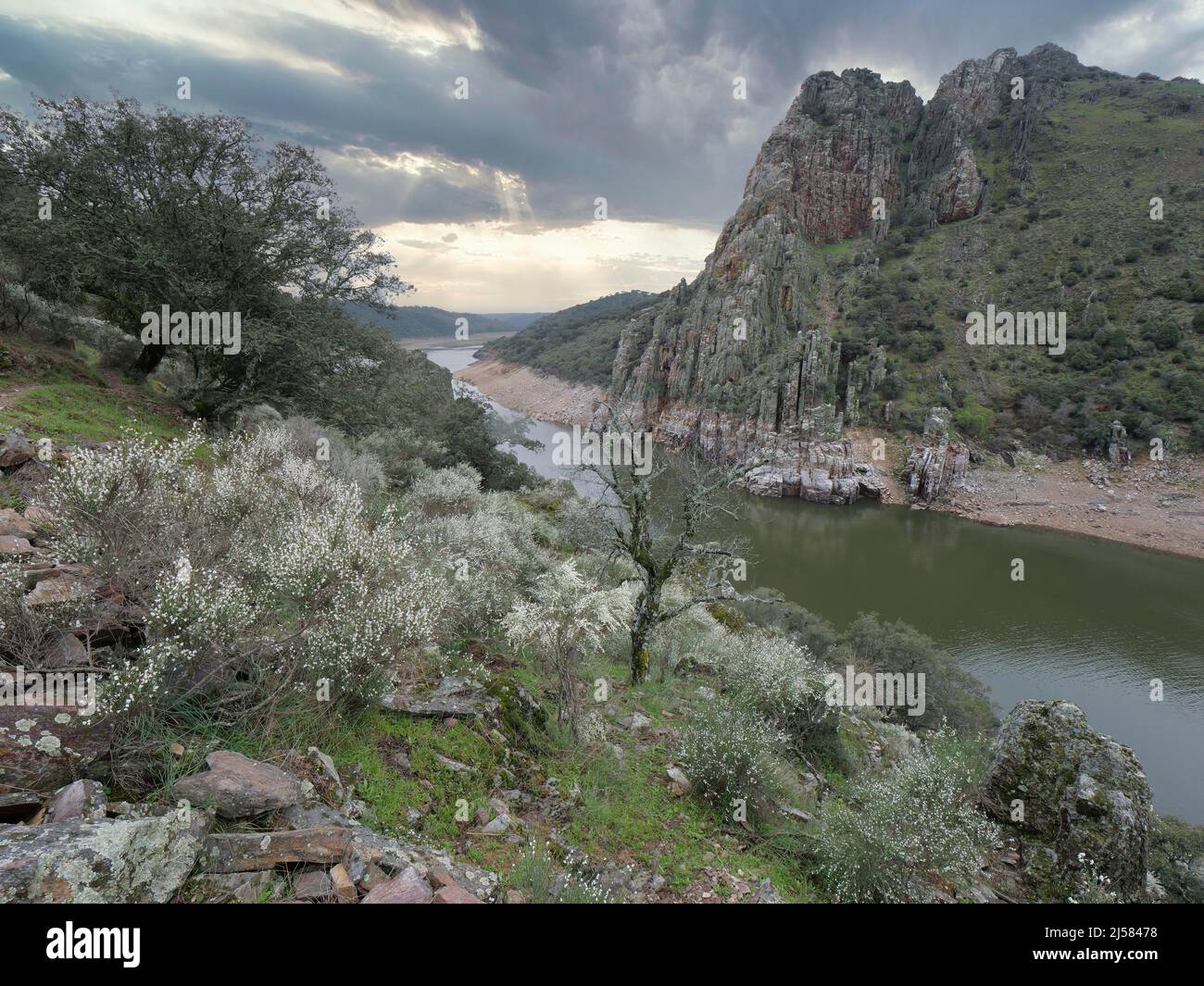 Brutfelsen des Gaensegeier (Gyps fulvus) mit Tajo-Fluss im Monfrague Nationalpark, Extremadura, Spanien Stock Photo