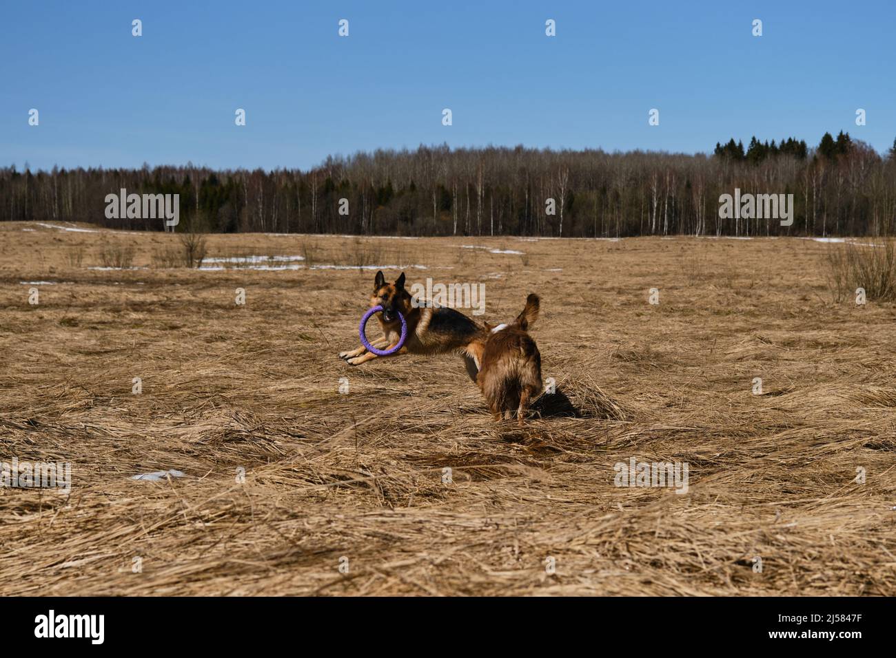 Running australian shepherds hi-res stock photography and images - Alamy