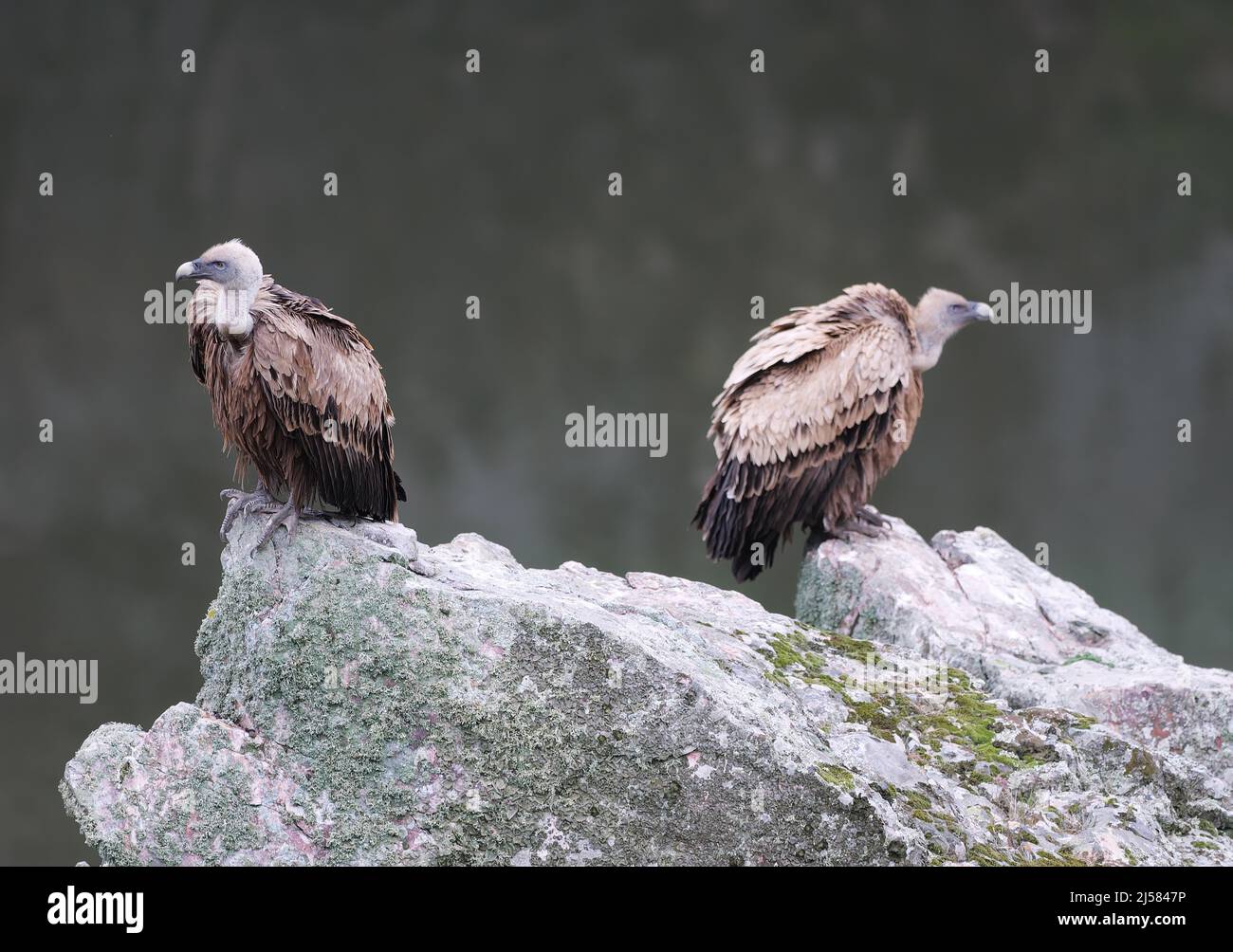 Gaensegeier (Gyps fulvus) sitzen ruhend im Felsgestein im Monfrague Nationalpark, Extremadura, Spanien Stock Photo