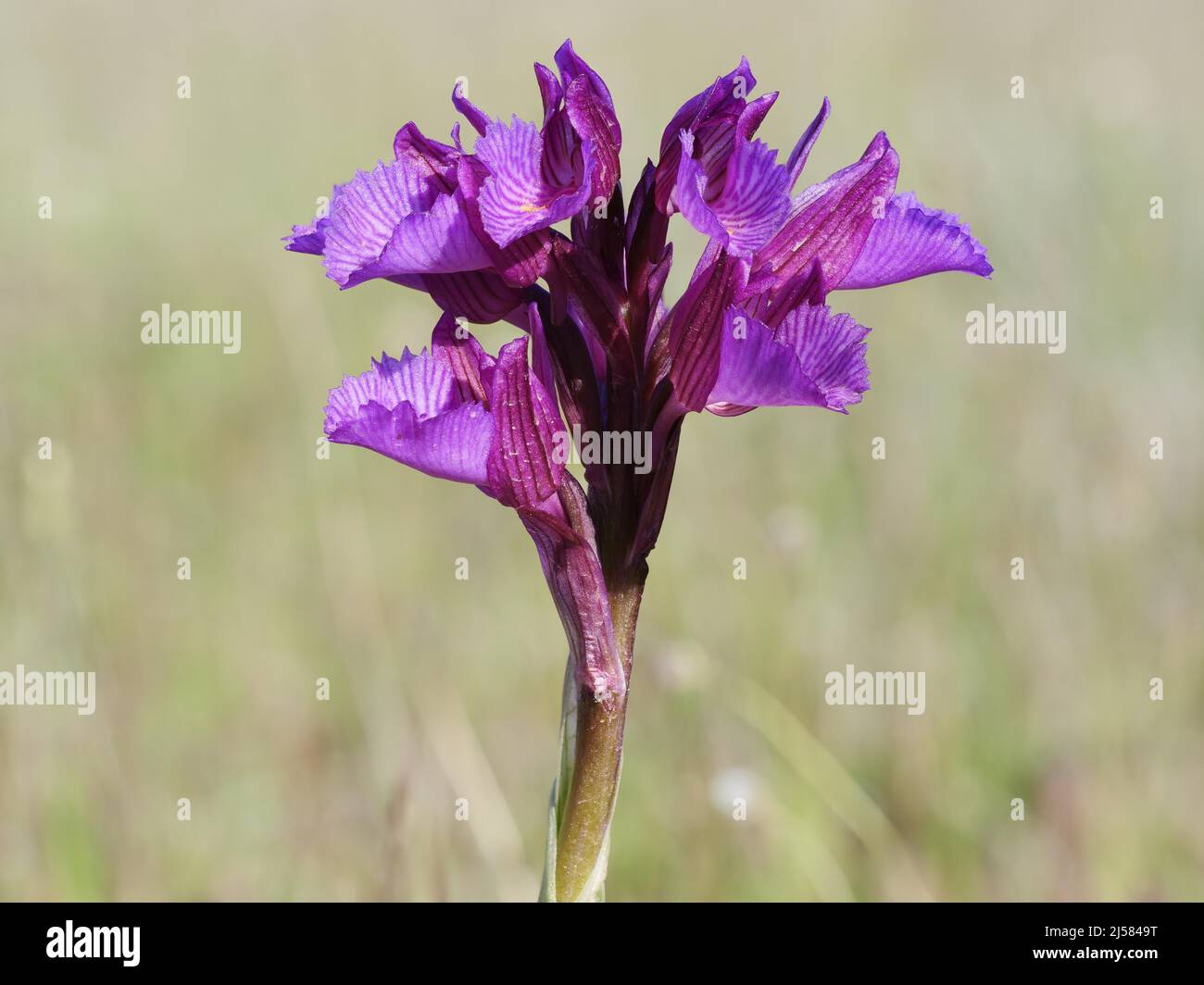 Schmetterlingsorchidee (orchis Papilionacea) Im Bluetenstand 