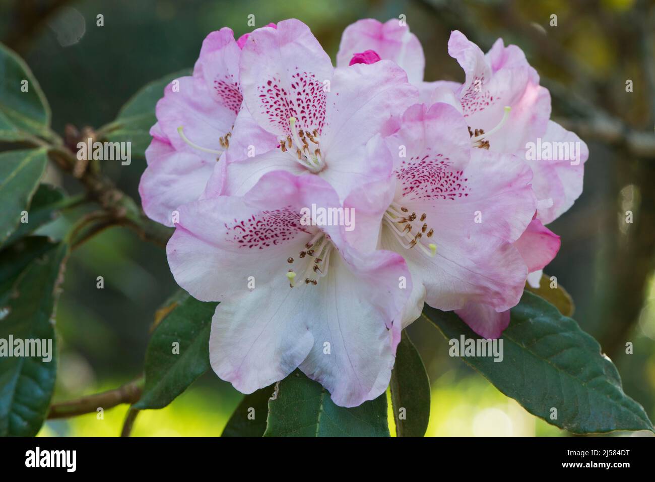 Rhododendron bureavii hi-res stock photography and images - Alamy