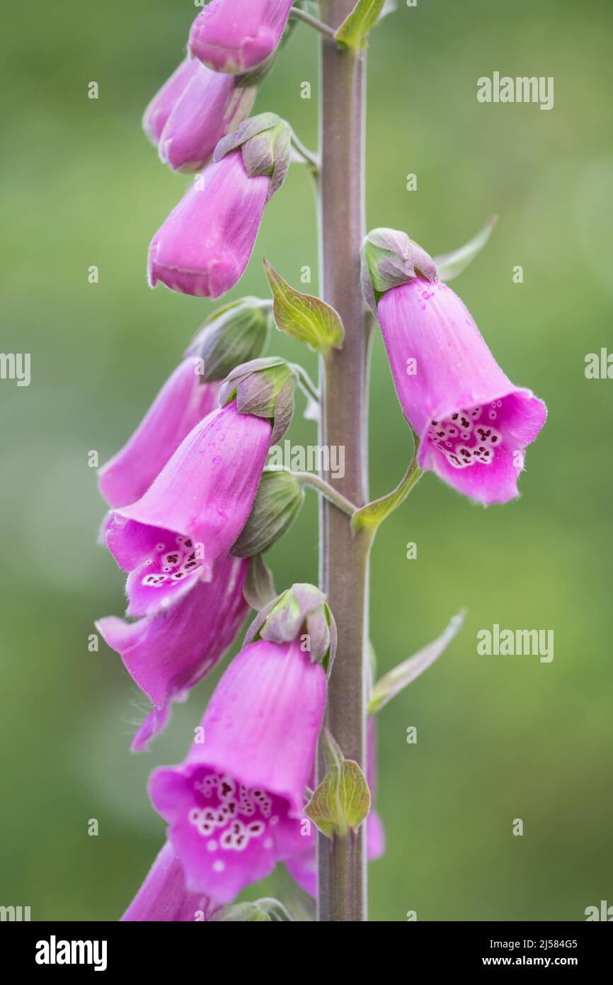 Roter Fingerhut (Digitalis purpurea), Nahaufnahme Blueten, Velbert, Deutschland Stock Photo