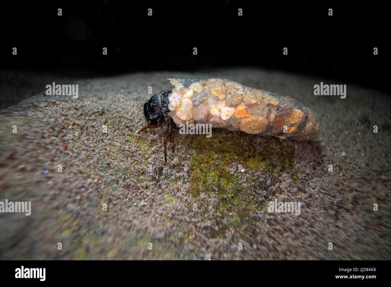 Koecherfliegen (Trichoptera), Larve am Gewaessergrund, Unterwasseraufnahme, Essen, Deutschland Stock Photo