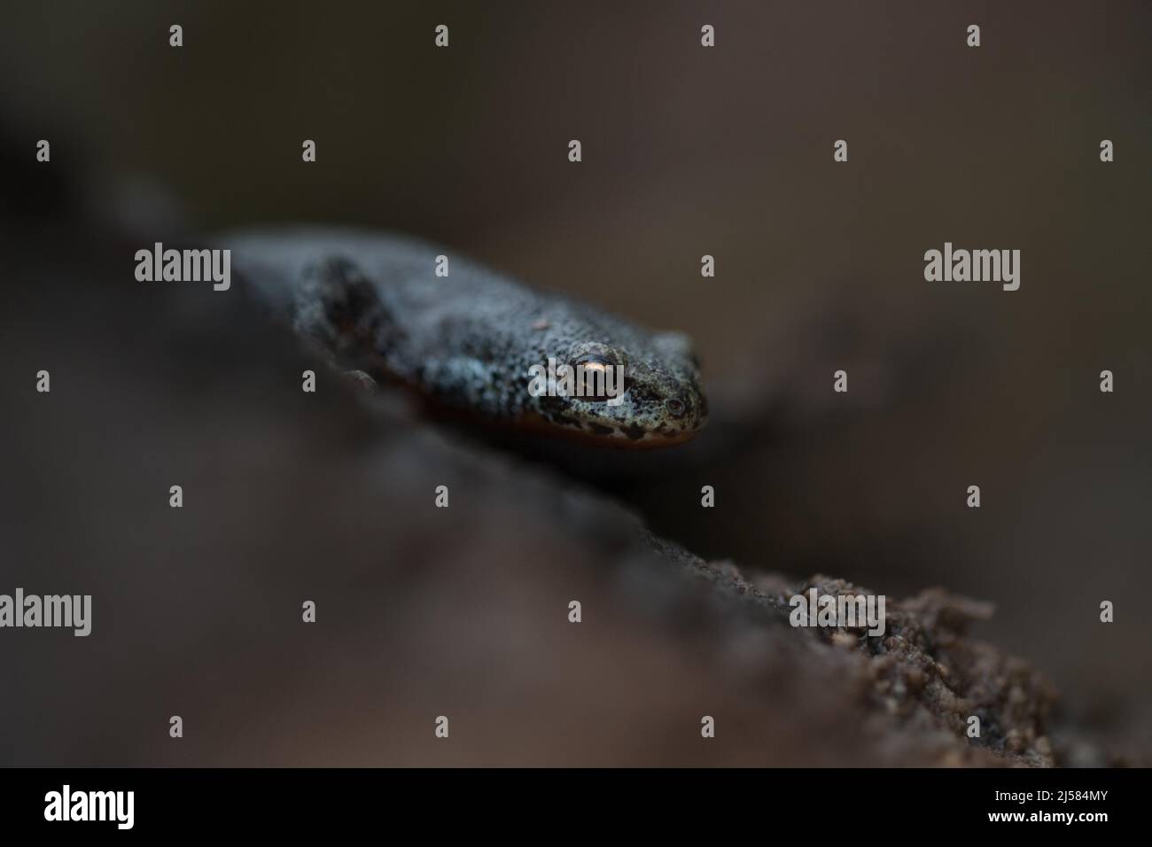 Bergmolch (Ichthyosaura alpestris), Weibchen wandert, Velbert ...