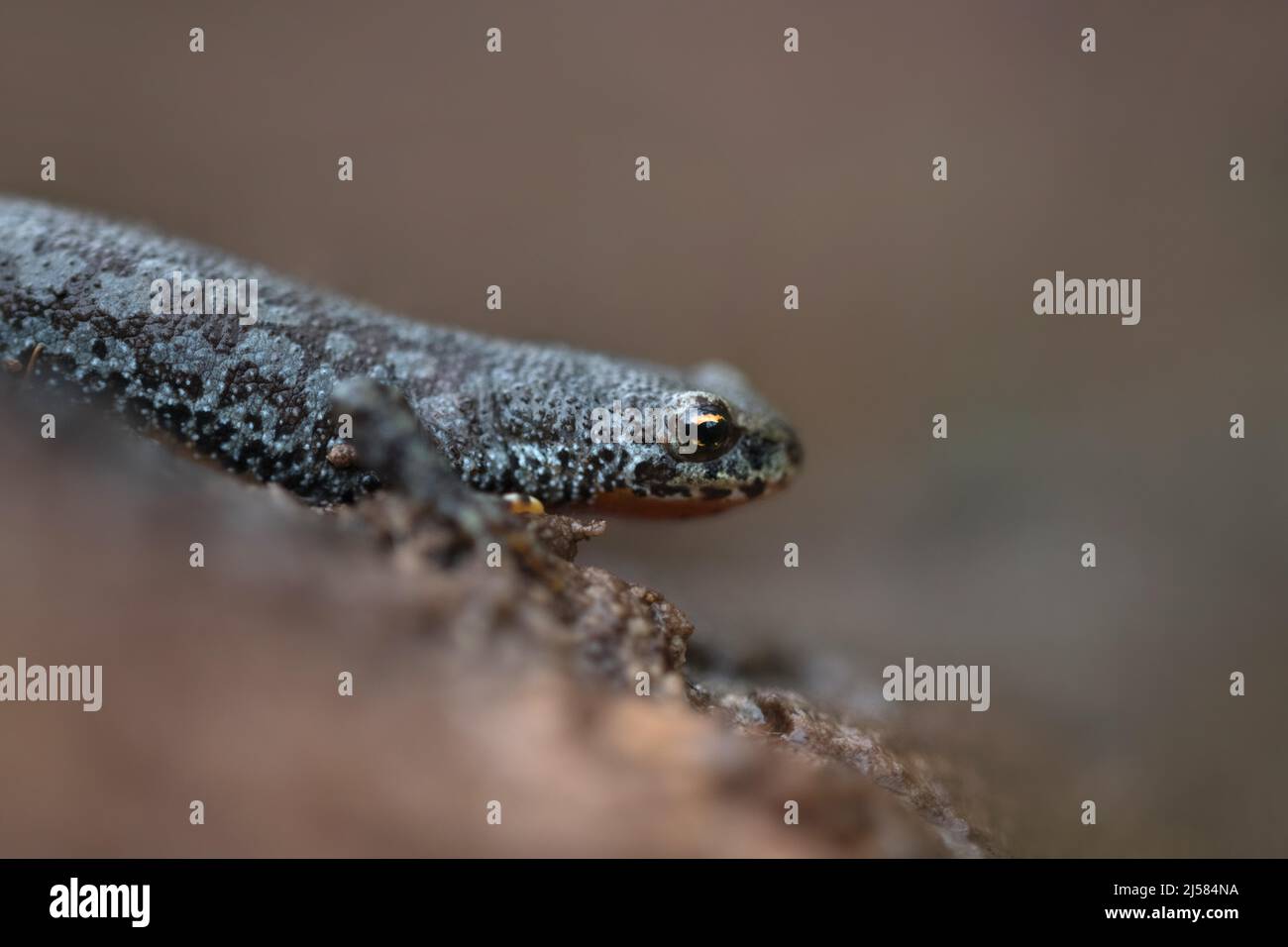 Bergmolch (Ichthyosaura alpestris), Weibchen wandert, Velbert ...