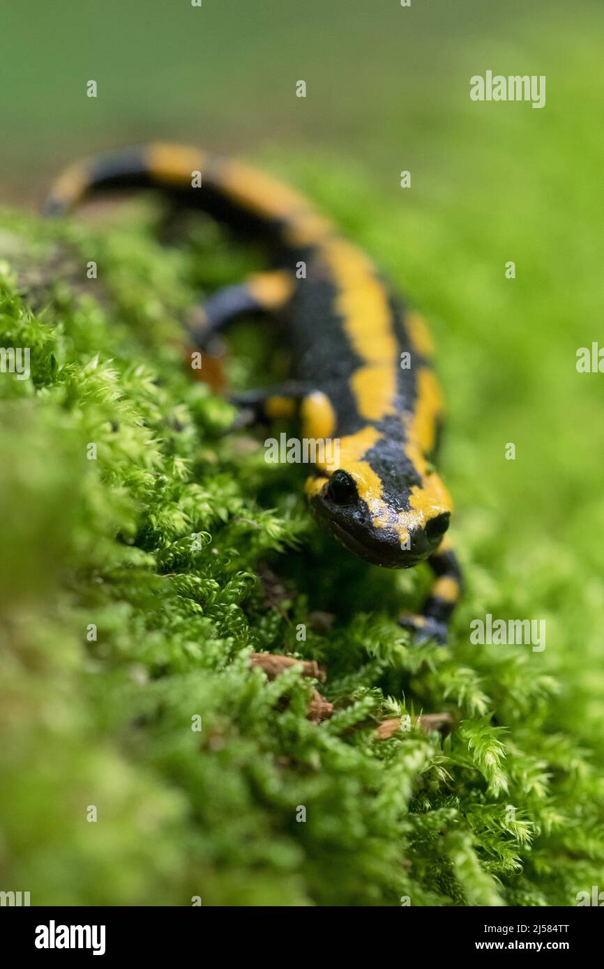 Feuersalamander (Salamandra salamandra), laeuft ueber Moos, Ruhrgebiet