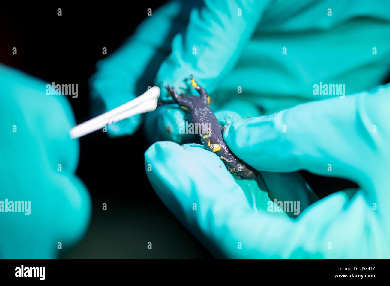 Forschung zum Salamanderfresser Pilz Bsal, Beprobung von einem FeuersalamanderÂ  (Salamandra salamandra) in einem vom Pilz betroffenen Gebiet Stock Photo