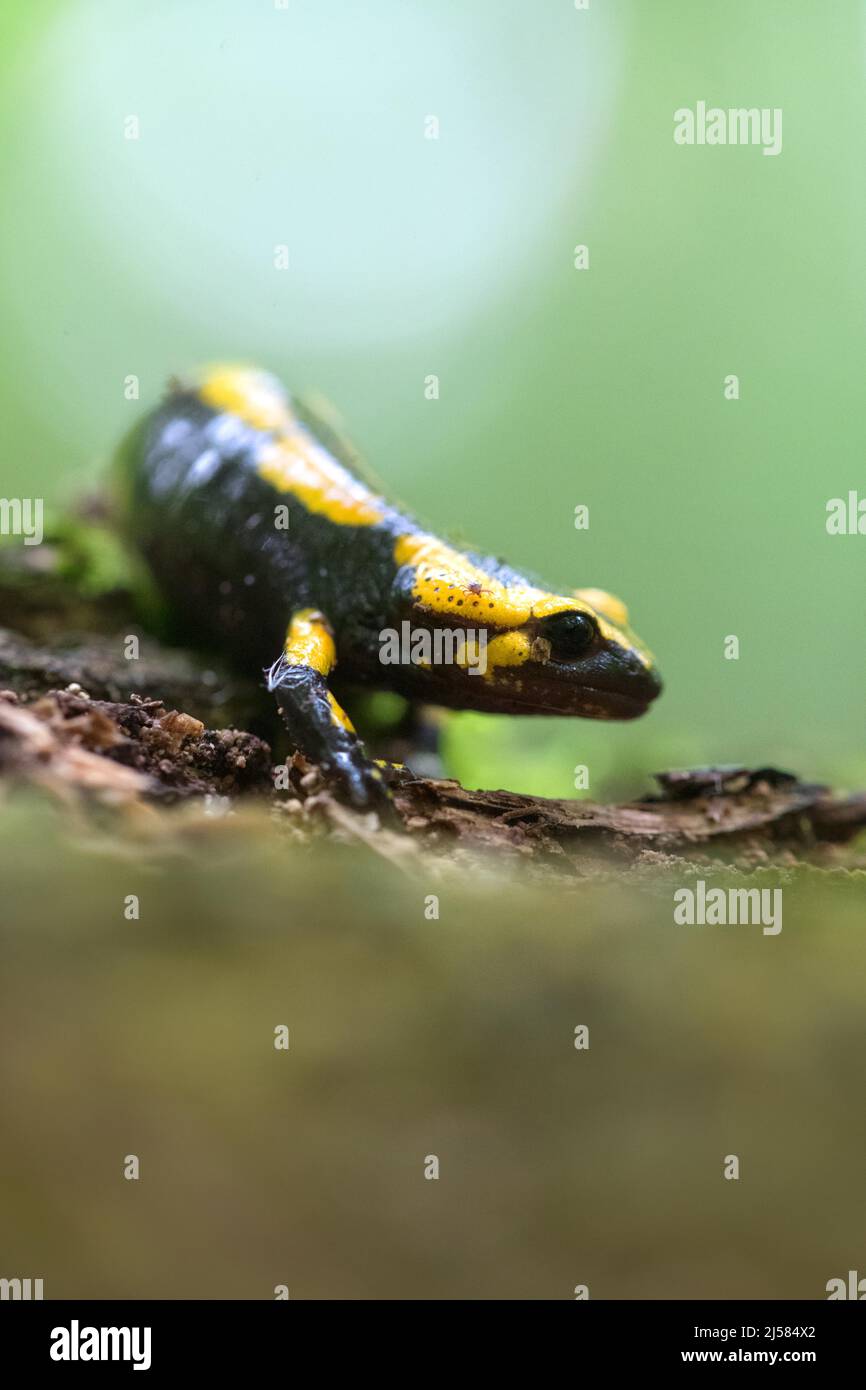 Feuersalamander (Salamandra Salamandra), Laeuft Ueber Totholz
