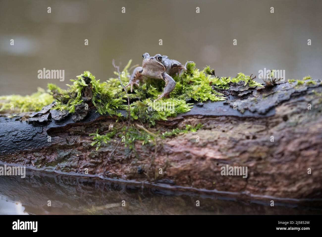 Grasfrosch (Rana temporaria), sitzt auf Totholz mit Moos am Gewaesser, Nordrhein-Westfalen, Deutschland Stock Photo