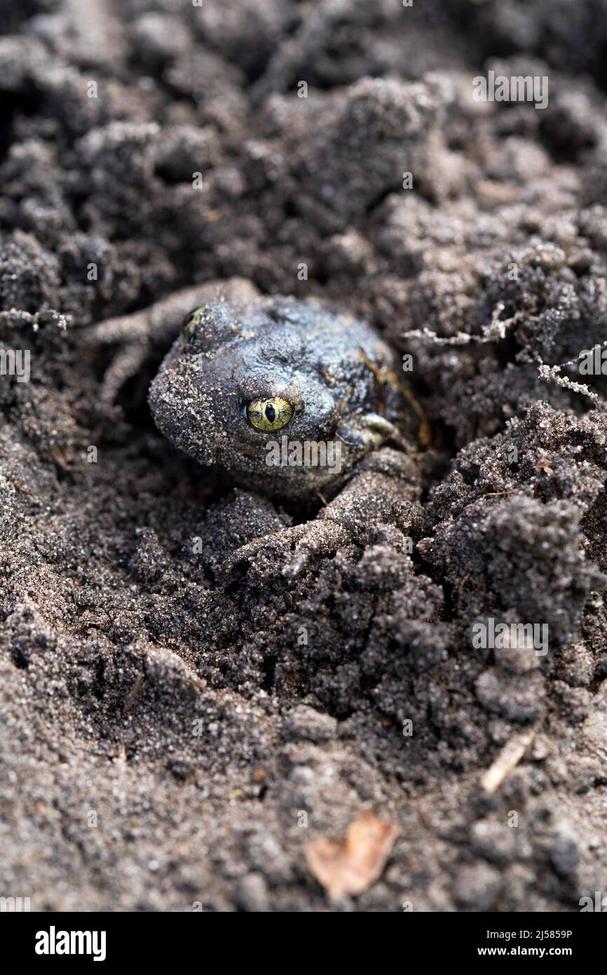 Knoblauchkroete (Pelobates fuscus), vergraebt sich in sandigem Boden am Rand des Laichgewaessers, Nordrhein-Westfalen, Deutschland Stock Photo