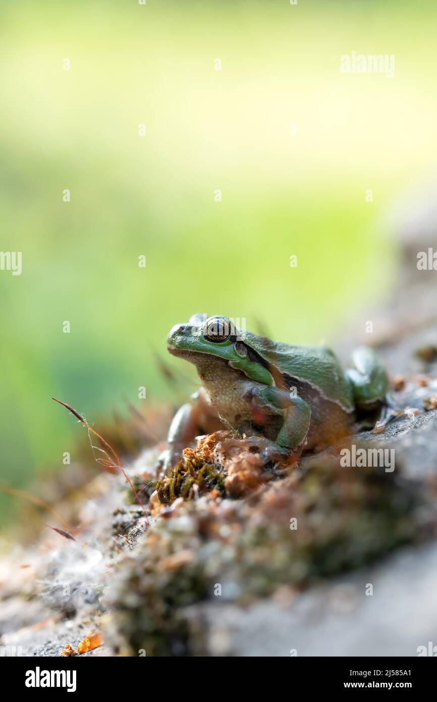 Europaeischer Laubfrosch (Hyla arborea), sitzt auf Stein mit Moos und