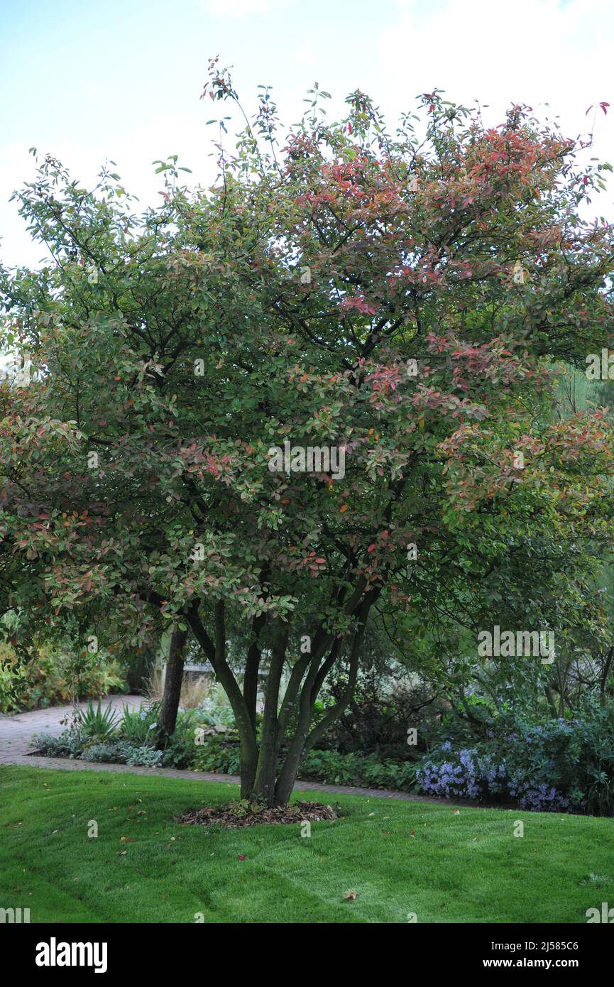 Juneberry (Amelanchier lamarckii) starts to get bright autumn foliage coloration in September Stock Photo