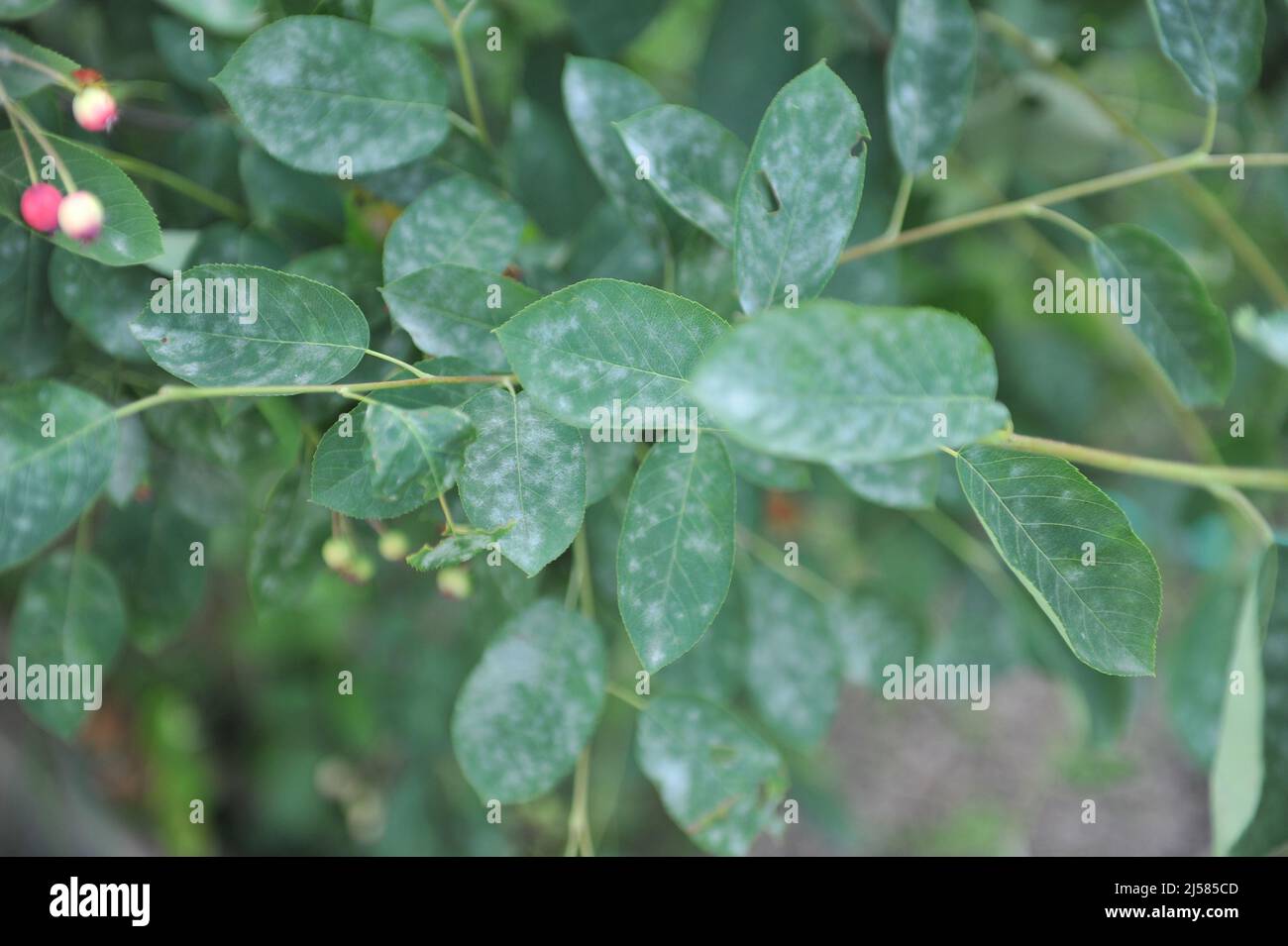Mildew on a juneberry (Amelanchier lamarckii) foliage in June Stock Photo