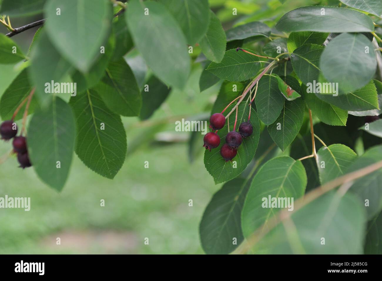 Juneberry (Amelanchier lamarckii) bears dark purple fruits in July Stock Photo
