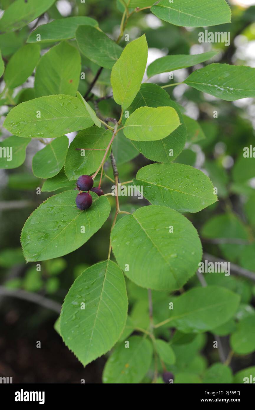 Juneberry (Amelanchier lamarckii) bears dark purple fruits in July Stock Photo