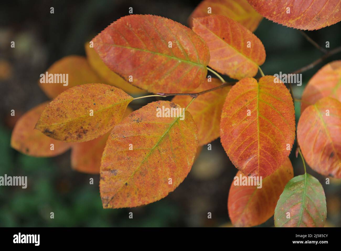 Orange autumn coloration of Juneberry (Amelanchier lamarckii) foliage in October Stock Photo