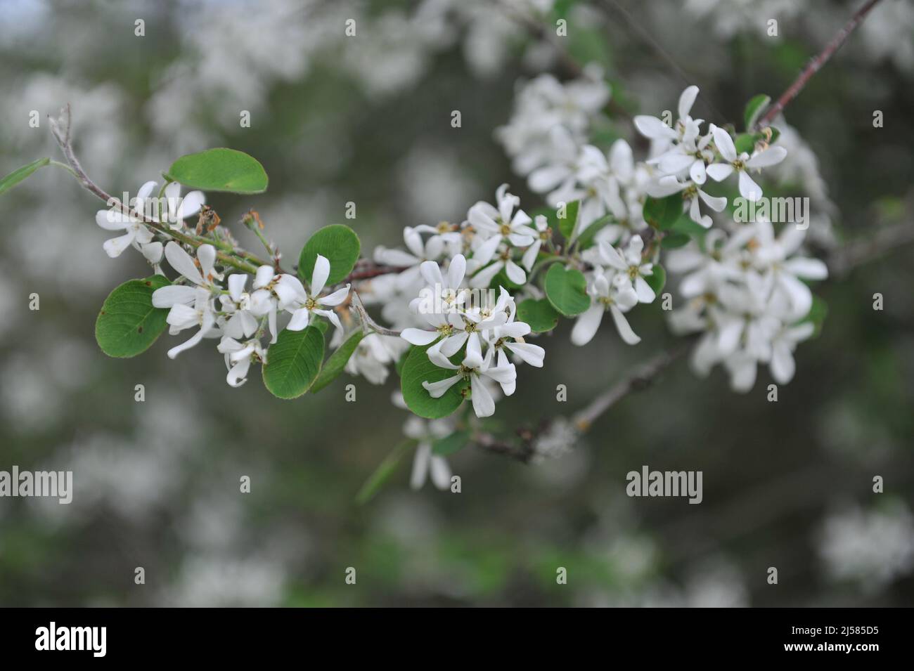 Snowy mespilus (Amelanchier ovalis) blooms in a garden in May Stock Photo