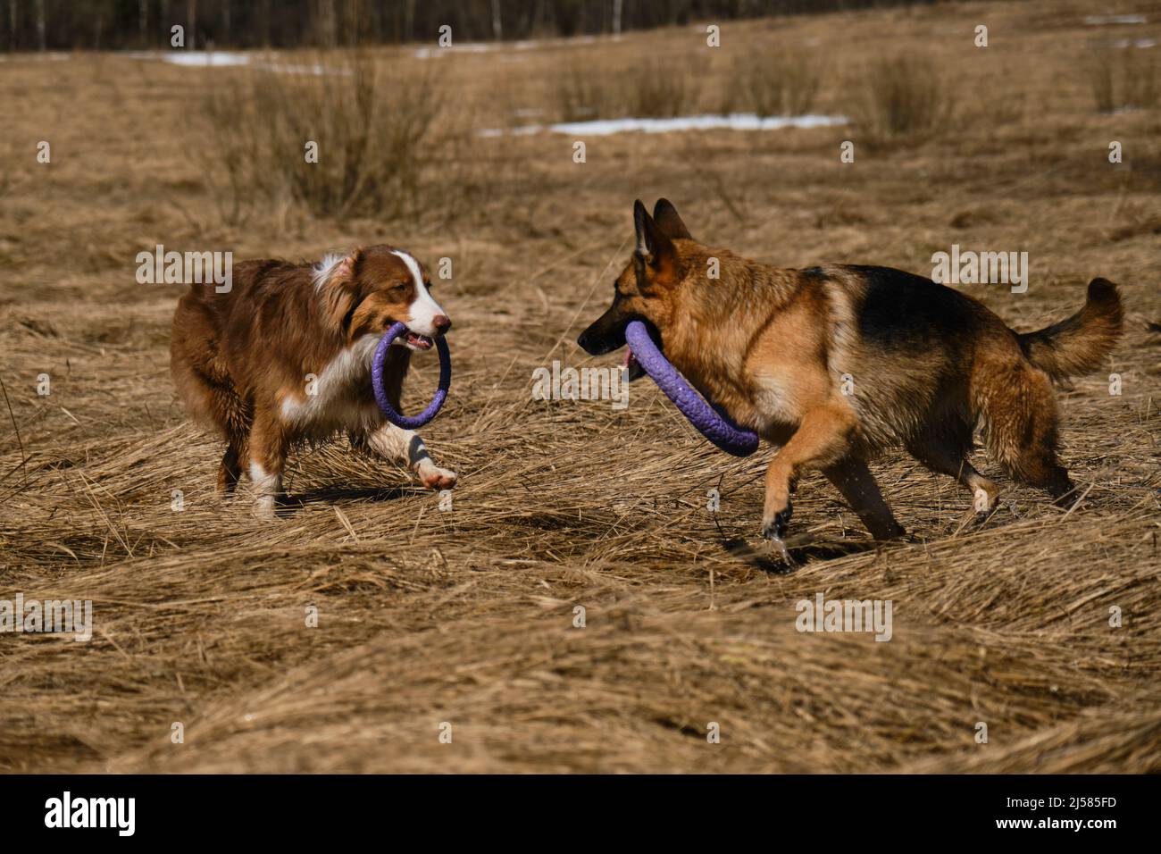 Running australian shepherds hi-res stock photography and images - Alamy