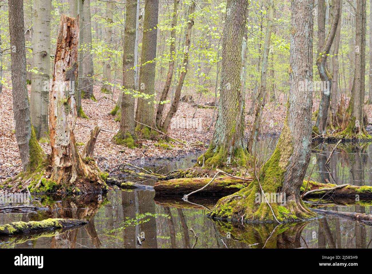 Erlen-Bruchwald, Schwarz-Erlen (Alnus glutinosa) stehen im Wasser, Nationalpark Hainich, Thueringen, Deutschland Stock Photo