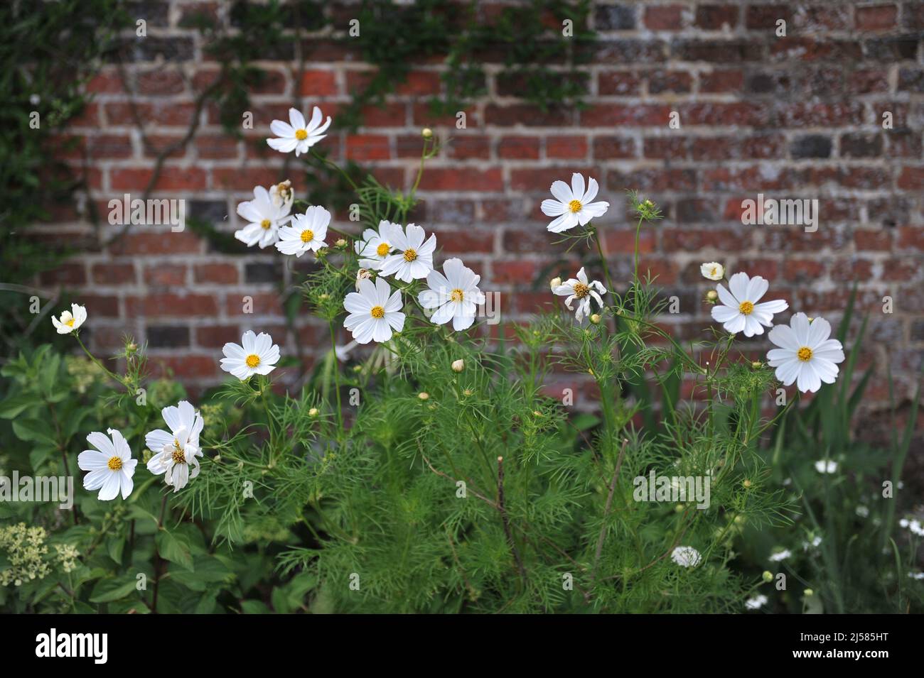 White cosmea (Cosmos bipinnatus) blooms in a garden in July Stock Photo
