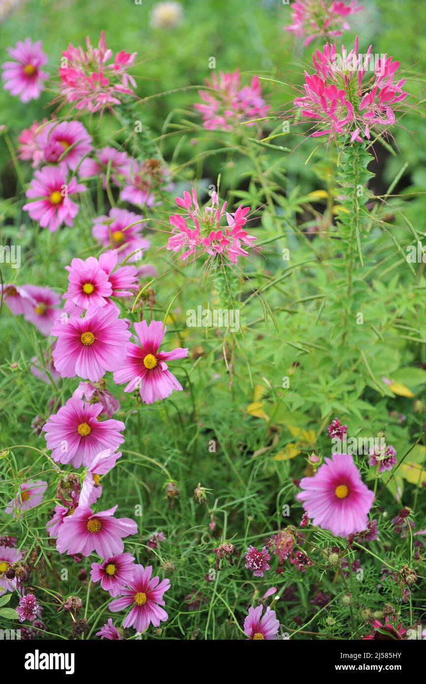 Pink cosmea (Cosmos bipinnatus) and spider flower (Cleome) and bloom in a flower border in a garden in August Stock Photo