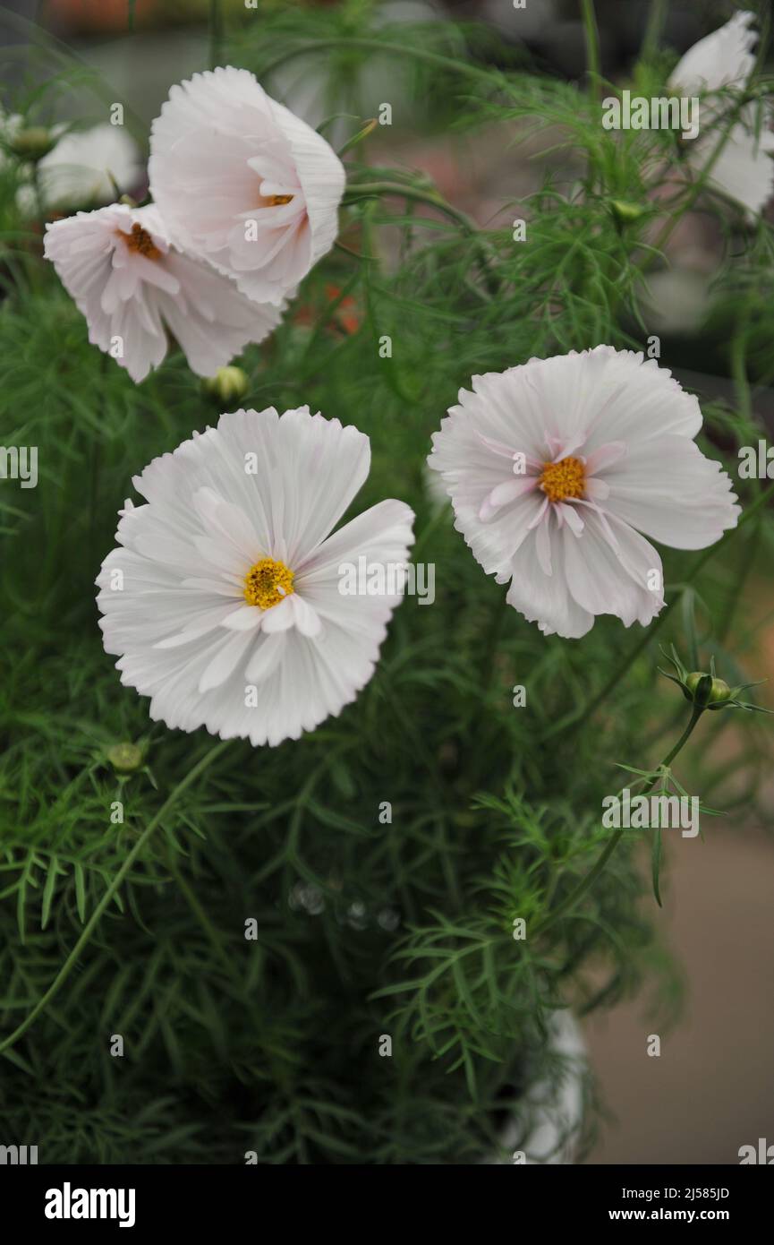 White semi-double cosmea (Cosmos bipinnatus) Cupcakes Blush blooms on an exhibition in May Stock Photo