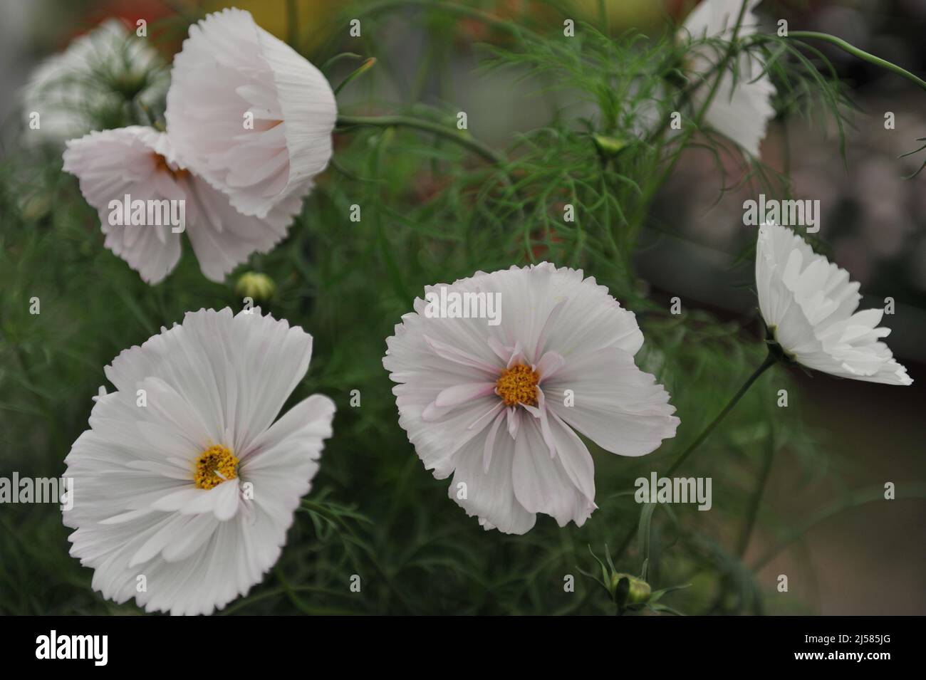 White semi-double cosmea (Cosmos bipinnatus) Cupcakes Blush blooms on an exhibition in May Stock Photo