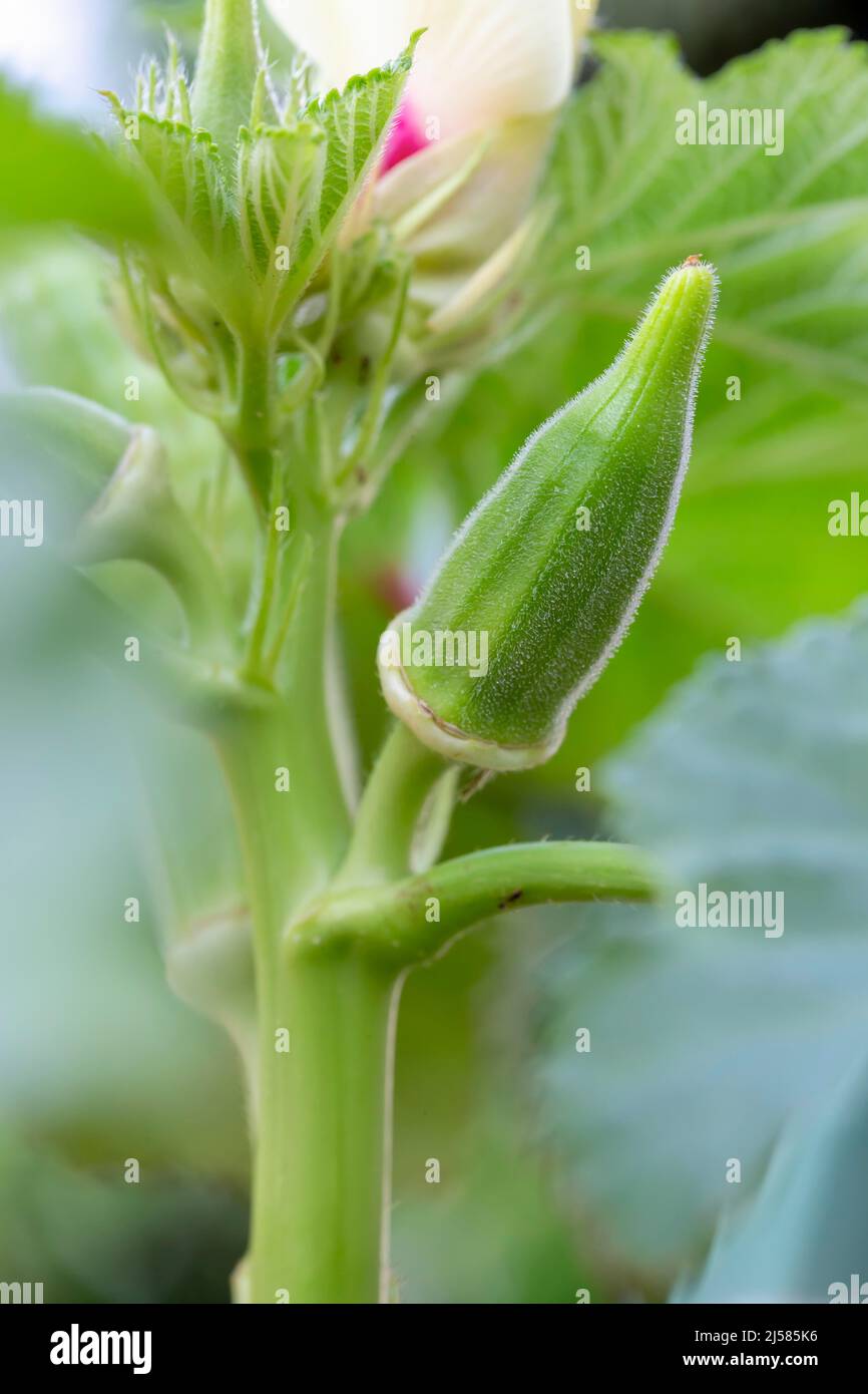 Blooming okra plant in garden Stock Photo Alamy