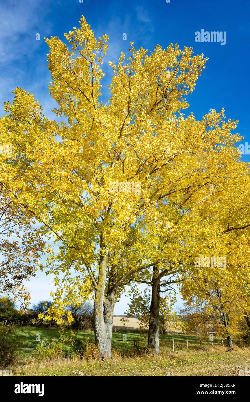Pappeln (Populus) im Herbst mit gelb gefaerbten Blaettern, Thueringen, Deutschland Stock Photo