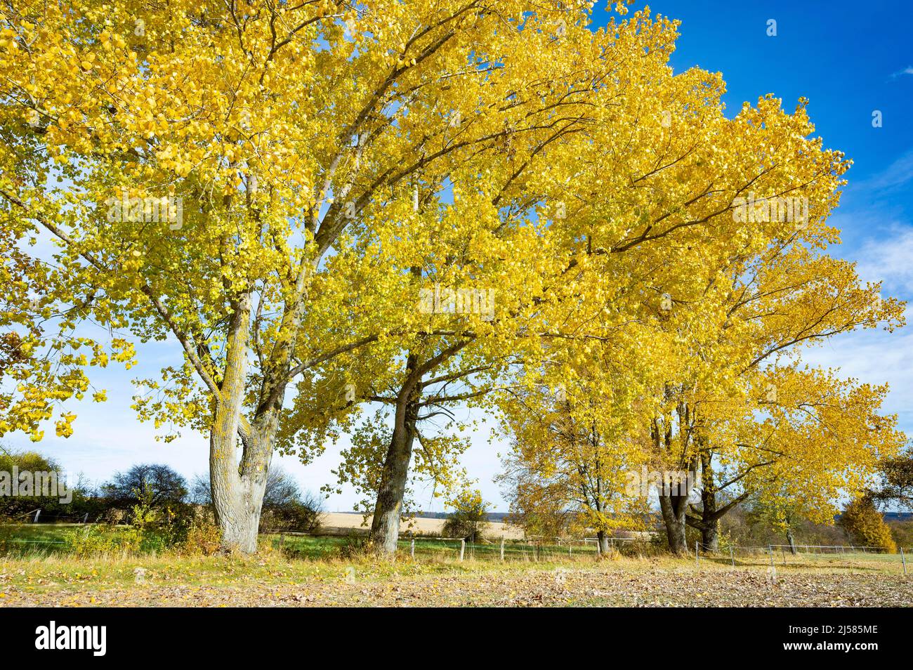 Pappeln (Populus) im Herbst mit gelb gefaerbten Blaettern, Thueringen, Deutschland Stock Photo