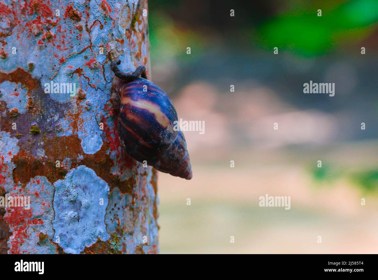 Snail on a Tree Stock Photo