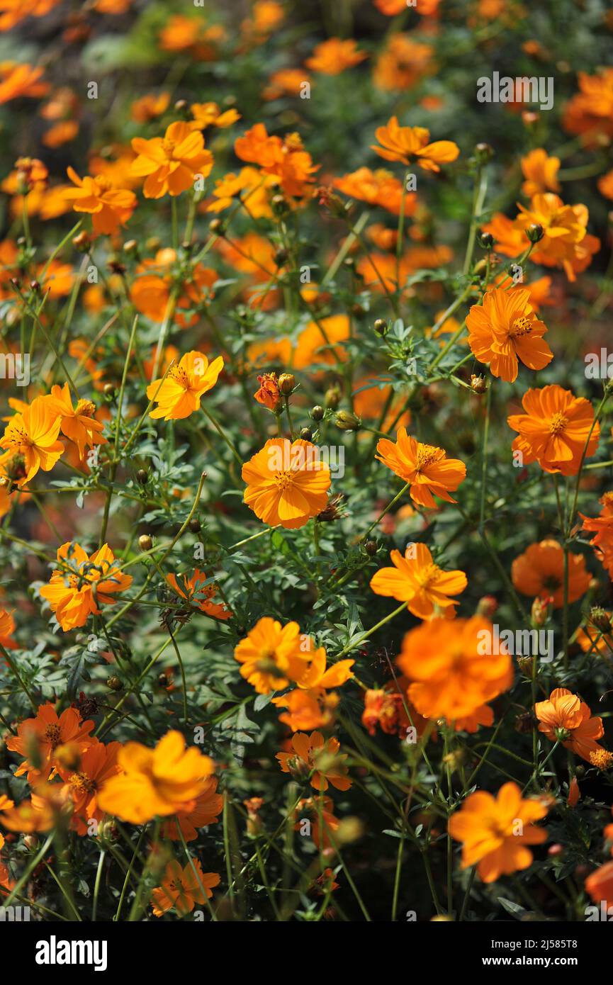 Yellow cosmos (Cosmos sulphureus) Crest Orange blooms in a garden in September Stock Photo