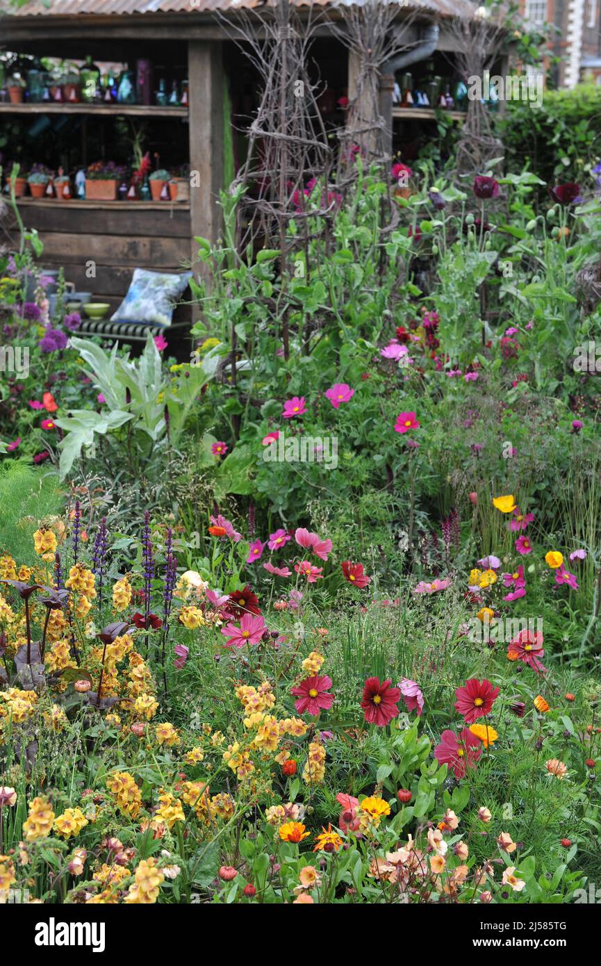 Red and purple cosmea (Cosmos bipinnatus) and orange-yellow mullein (Verbascum) Tropic Sun bloom in a garden in May Stock Photo