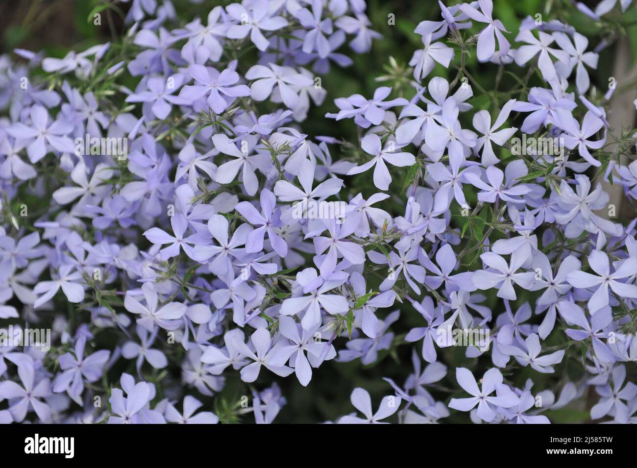 Sweet william (Phlox divaricata) Clouds of Perfume blooms in a garden in May Stock Photo