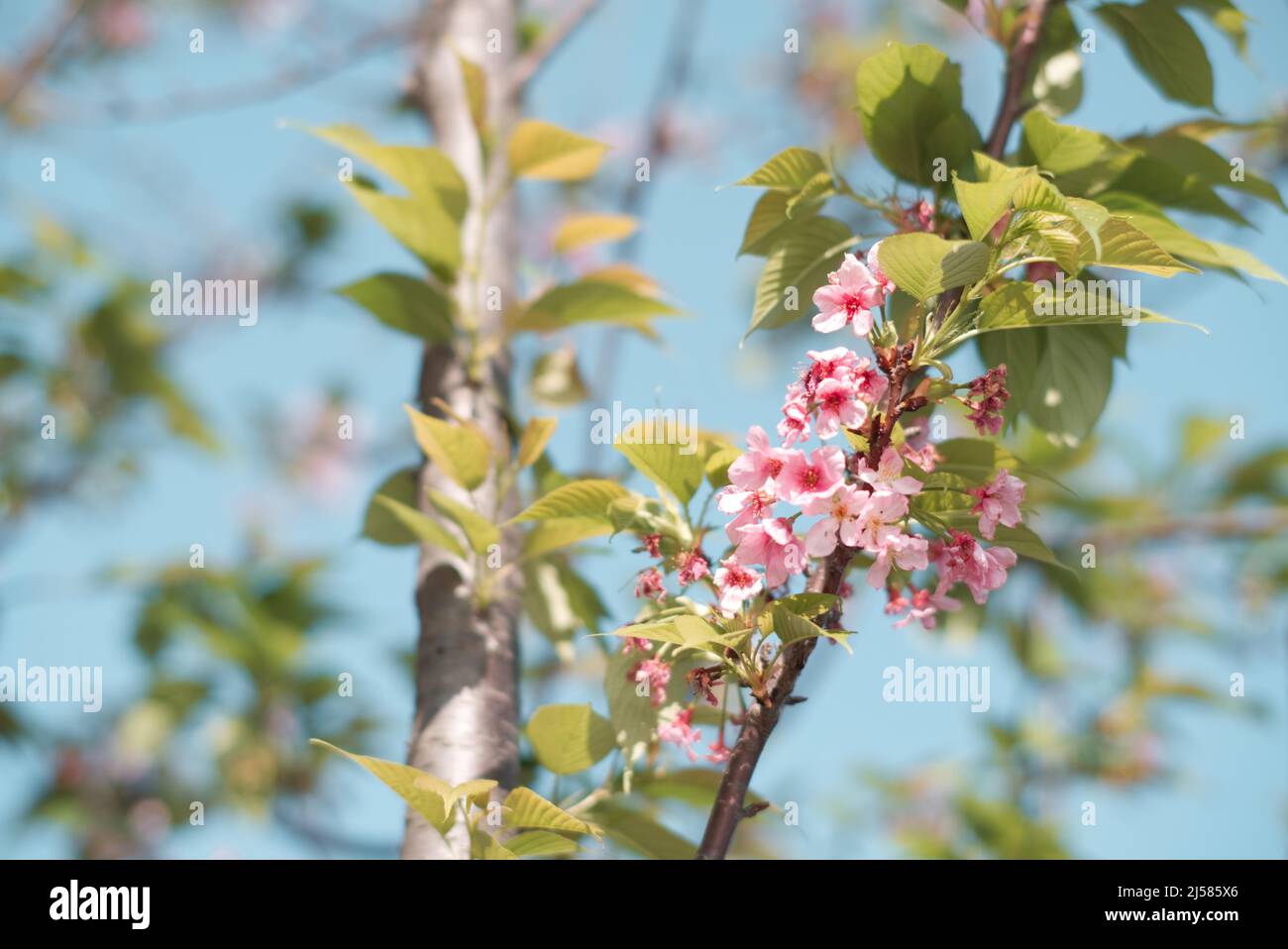 Cherry blossoms in spring with blurry background Stock Photo - Alamy